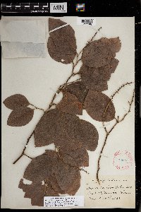 Image Associated With the Occurrence