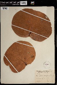 thumbnail image of current specimen