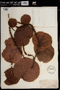 thumbnail image of current specimen