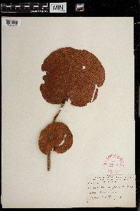 Thumbnail image of current specimen