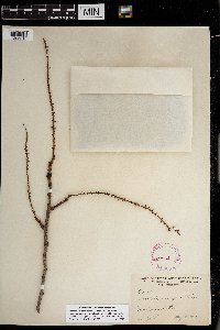 thumbnail image of current specimen