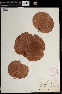 thumbnail image of current specimen