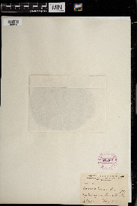 thumbnail image of current specimen