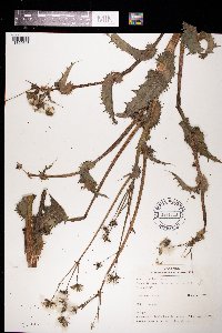 Sonchus asper image