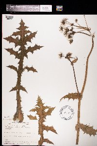Sonchus asper image