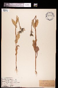 Sonchus oleraceus image