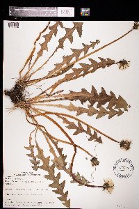 Taraxacum officinale image