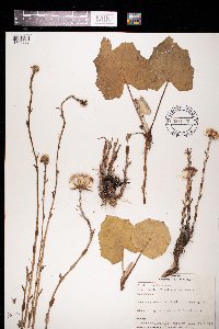 Tussilago farfara image