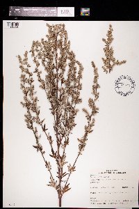 Artemisia vulgaris image