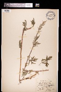 Artemisia vulgaris image