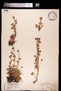 Artemisia norvegica image