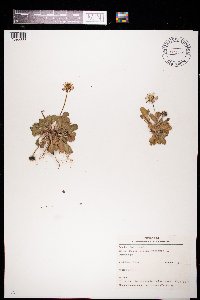 Bellis perennis image