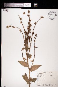 Cichorium intybus image