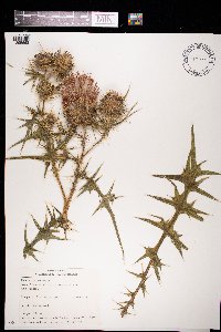 Cirsium vulgare image