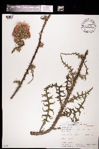 Cirsium palustre image