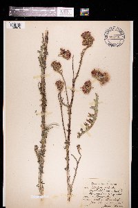 Cirsium palustre image