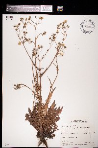 Crepis capillaris image