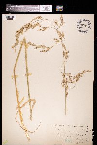 Schedonorus arundinaceus image