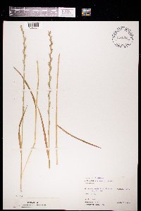 Lolium perenne image