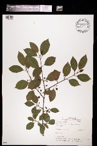 Frangula alnus image