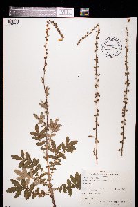 Agrimonia eupatoria image