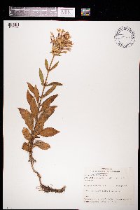 Saponaria officinalis image