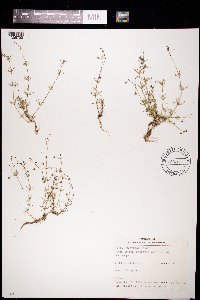 Spergula arvensis image