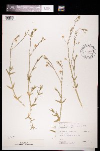 Stellaria graminea image