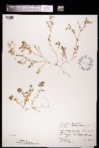 Stellaria media image