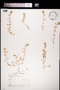 Stellaria media image
