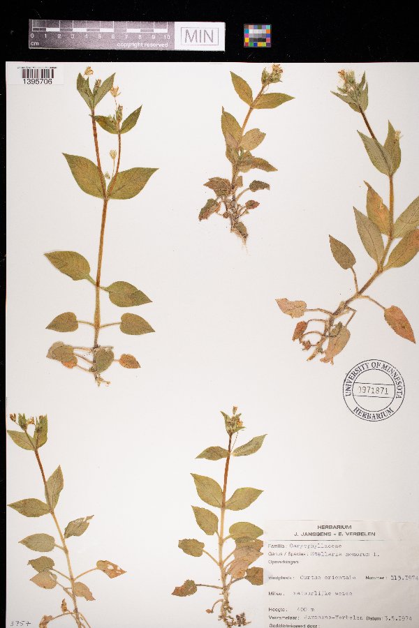 Caryophyllaceae image