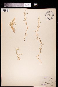 Stellaria crassifolia image