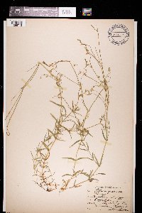 Stellaria graminea image