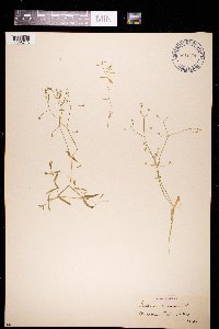 Stellaria graminea image