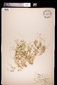 Stellaria alsine image