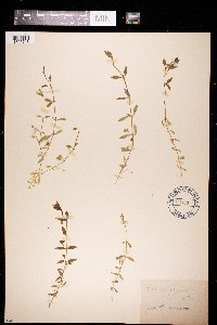 Stellaria alsine image