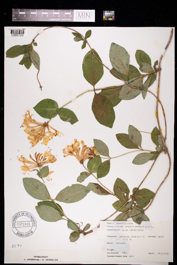 Lonicera periclymenum image