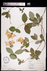Media resource of Lonicera periclymenum