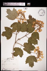 Viburnum opulus image