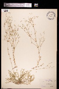 Arenaria serpyllifolia image