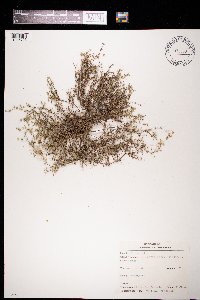 Arenaria serpyllifolia image
