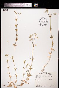 Cerastium vulgatum image