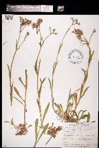Silene flos-cuculi image
