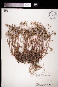 Senecio vulgaris image