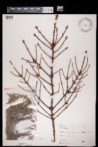 Picea abies image