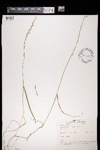 Lolium perenne image