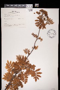 Sorbus aucuparia image