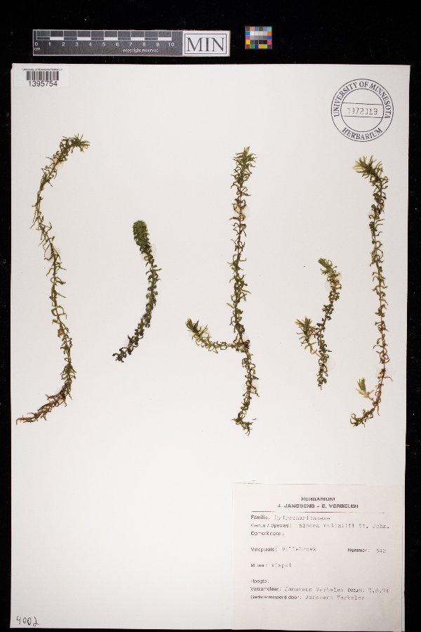 Elodea nuttallii image