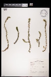 Elodea nuttallii image