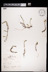 Elodea nuttallii image